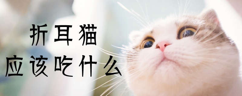 折耳貓應(yīng)該吃什么