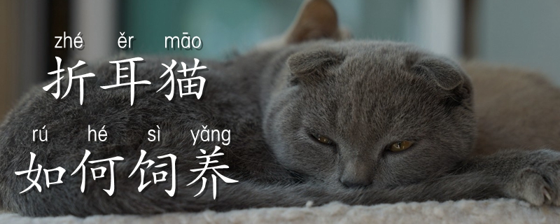 折耳貓如何飼養(yǎng)