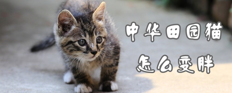 中華田園貓怎么變胖