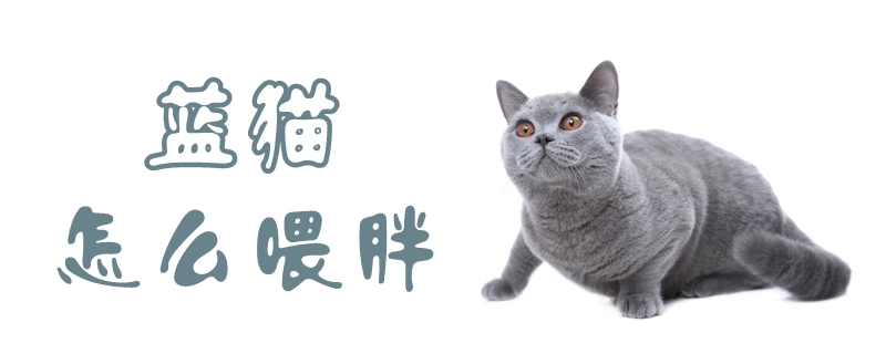 藍貓怎么喂胖