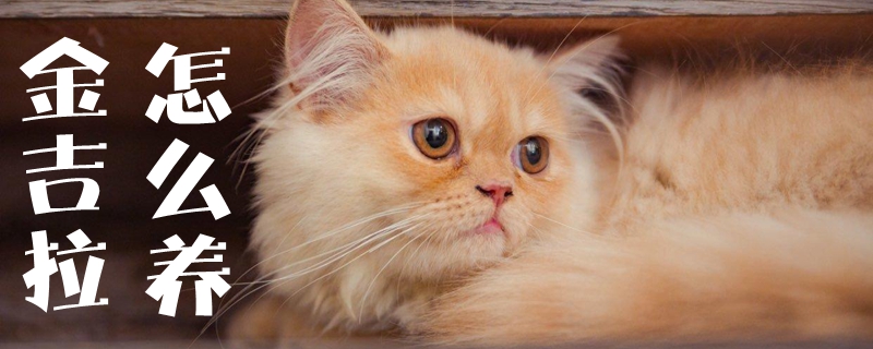 金吉拉怎么養(yǎng)