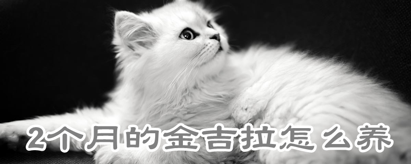 2個(gè)月的金吉拉怎么養(yǎng)