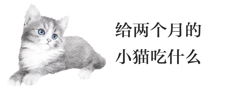 給兩個月的小貓吃什么