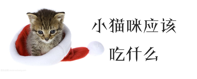 小貓咪應該吃什么