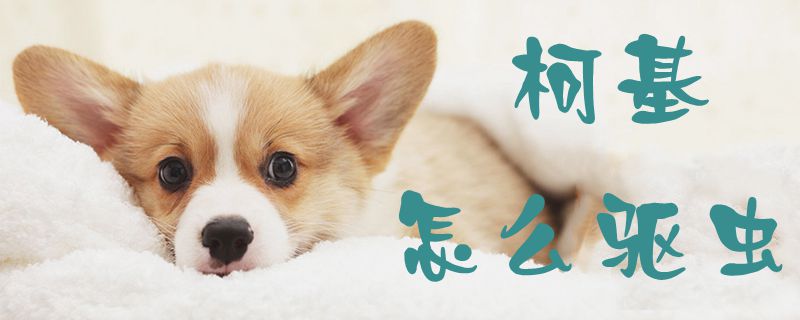 柯基怎么驅(qū)蟲(chóng)1