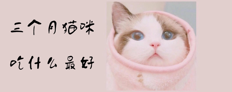 三個月貓咪吃什么最好