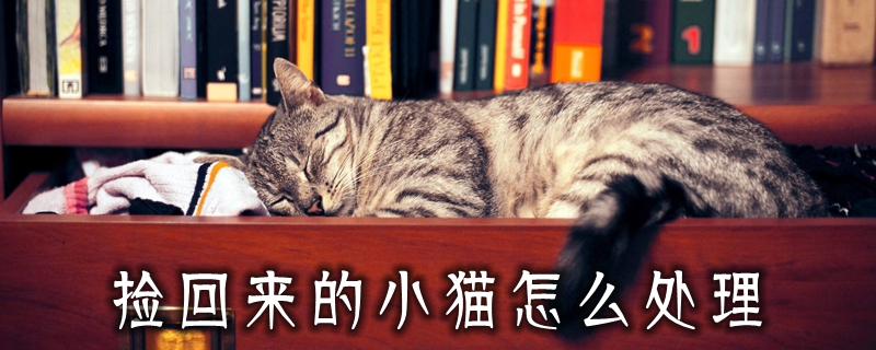撿回來的小貓怎么處理