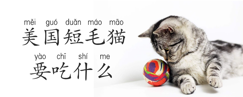 美國短毛貓要吃什么