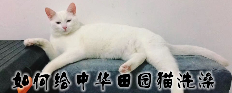 如何給中華田園貓洗澡