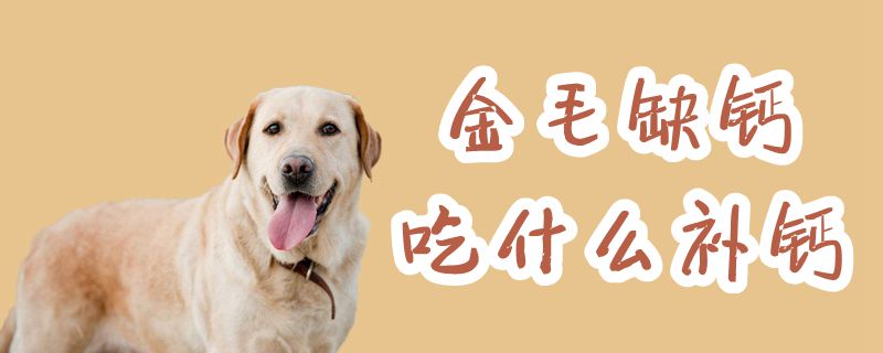 金毛缺鈣吃什么補(bǔ)鈣