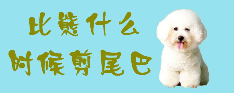 比熊什么時候剪尾巴1