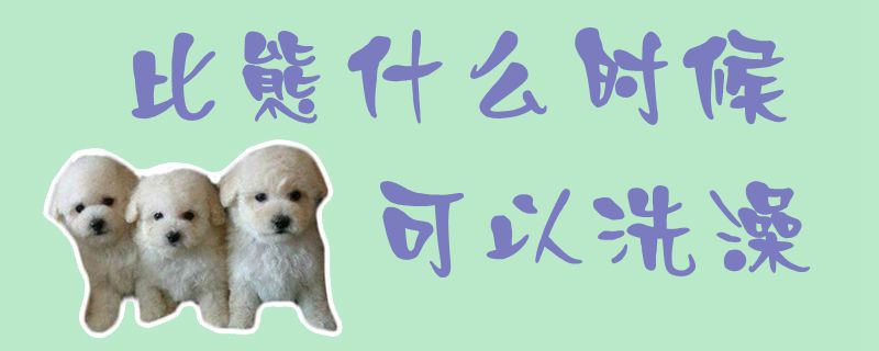 比熊什么時候可以洗澡1