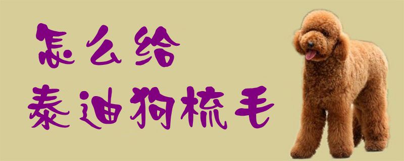 怎么給泰迪狗梳毛1