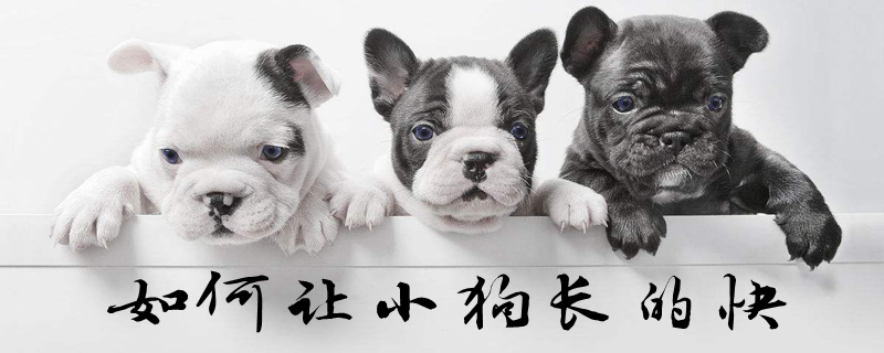 如何讓小狗長的快