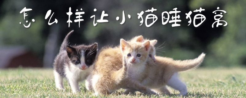 怎么樣讓小貓睡貓窩
