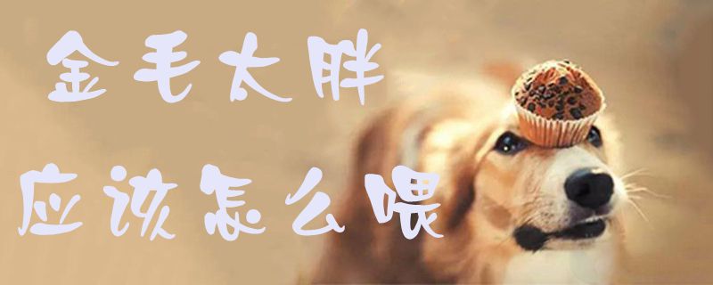 金毛太胖應該怎么喂1