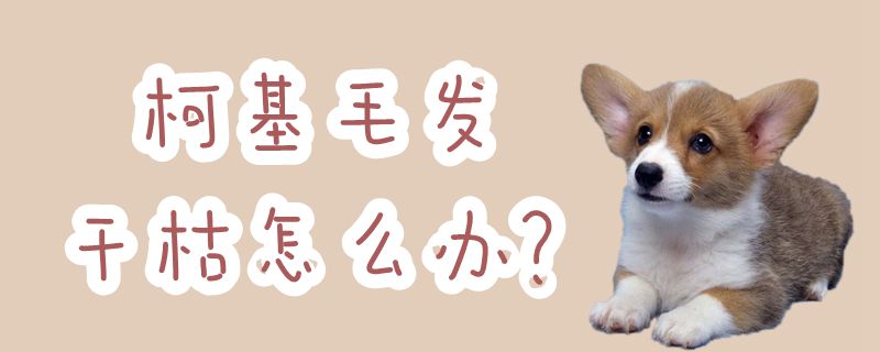 柯基毛發干枯怎么辦