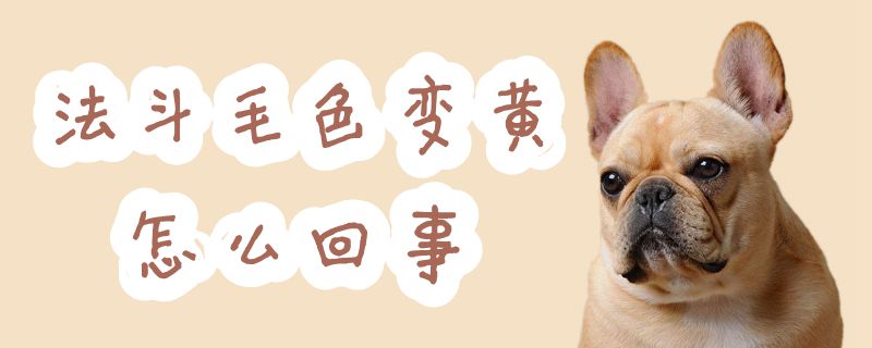 法斗毛色變黃怎么回事