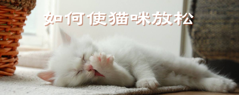 如何使貓咪放松