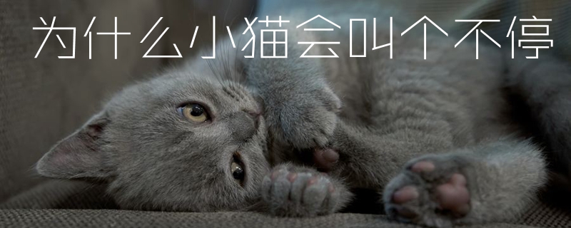 為什么小貓會叫個不停