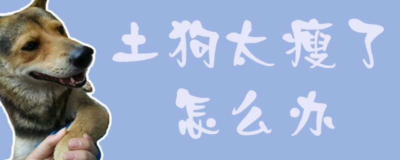 土狗太瘦了怎么辦0