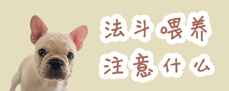 法斗喂養注意什么