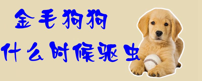 金毛狗狗什么時(shí)候驅(qū)蟲(chóng)1