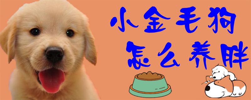 小金毛狗怎么養胖1
