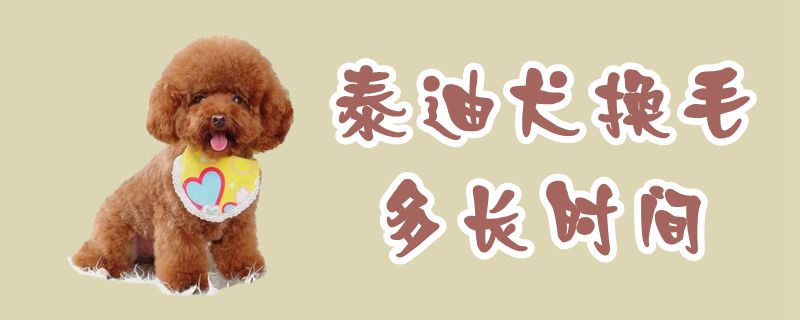 泰迪犬換毛多長時間