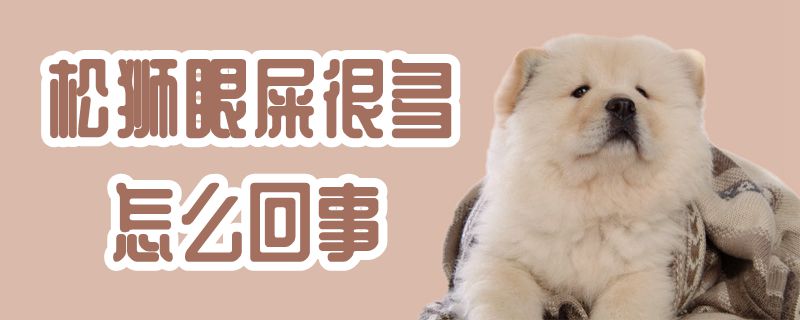 松獅眼屎很多怎么回事