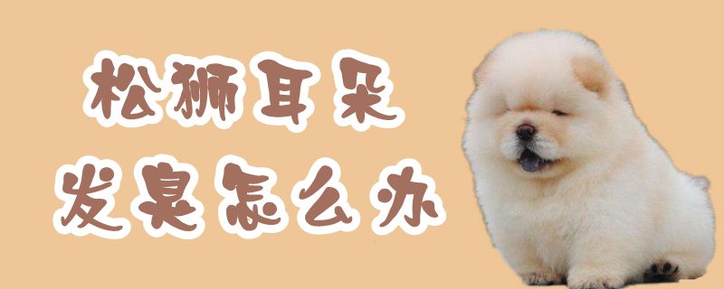 松獅耳朵發臭怎么辦