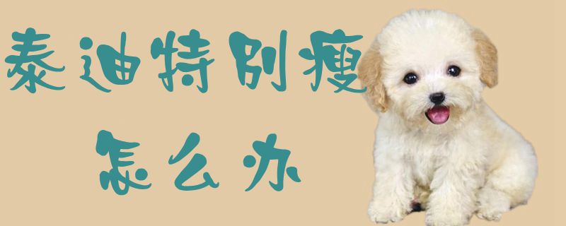 泰迪特別瘦怎么辦1