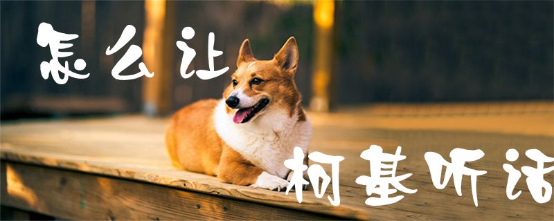 怎么那個(gè)柯基聽話1