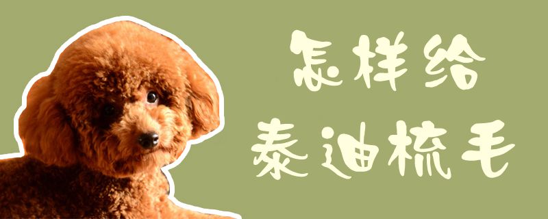 怎樣給泰迪梳毛1