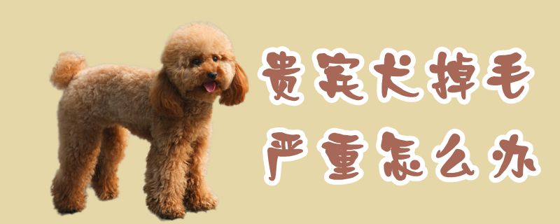 貴賓犬掉毛嚴重怎么辦