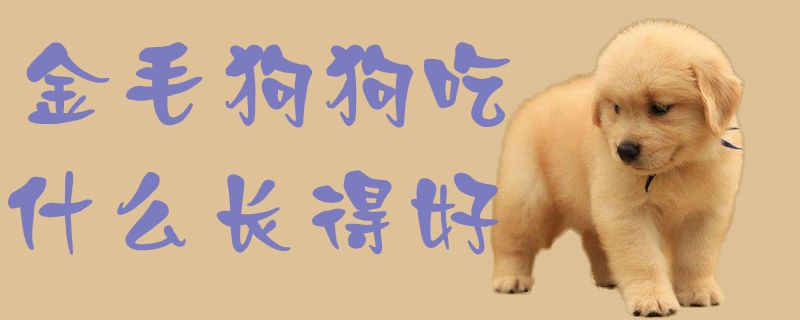 金毛狗狗吃什么長得好1