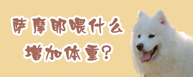 薩摩耶喂什么增加體重
