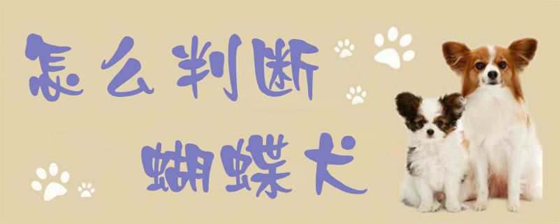 怎么判斷蝴蝶犬1