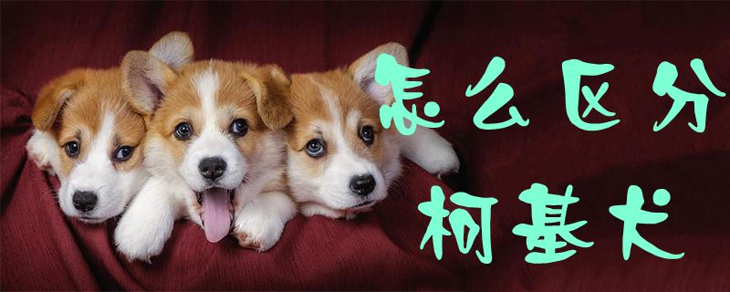 怎么區(qū)分柯基犬1