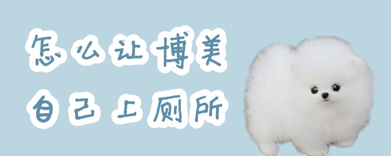 怎么讓博美自己上廁所