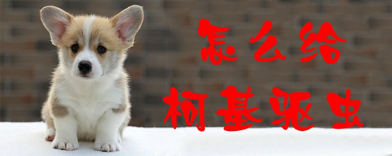 怎么給柯基驅蟲1