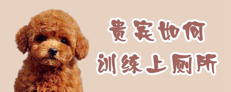 貴賓如何訓練上廁所