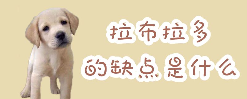 拉布拉多的缺點是什么