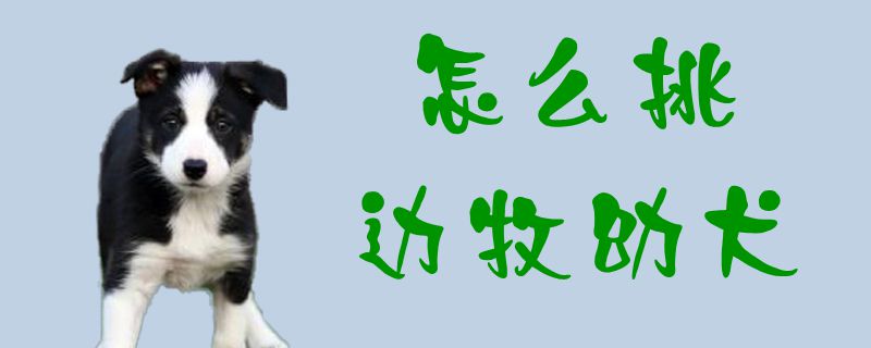 怎么挑邊牧幼犬1