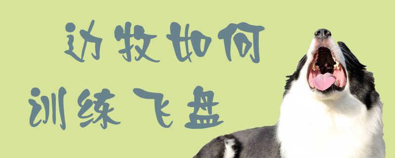 邊牧如何訓練飛盤1
