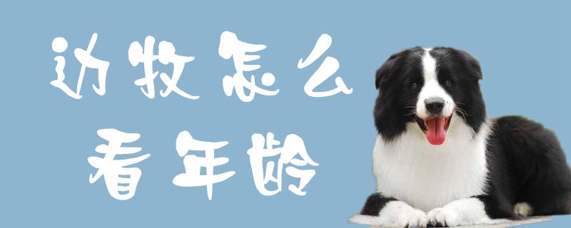 邊牧怎么看年齡1