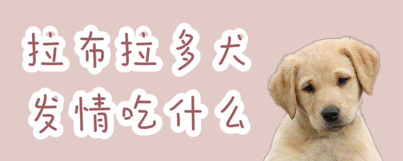 拉布拉多犬發情吃什么
