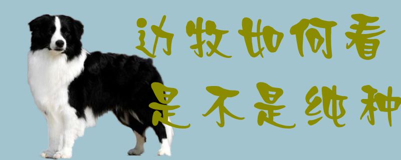 邊牧如何看是不是純種1