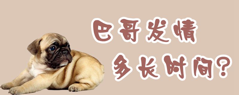 巴哥發(fā)情多長(zhǎng)時(shí)間
