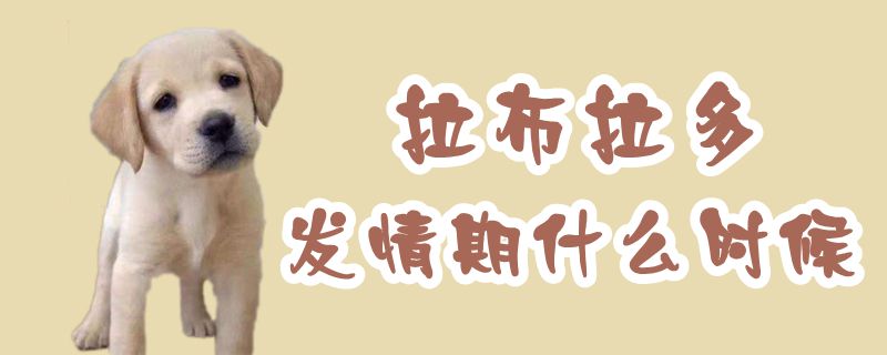 拉布拉多發情期什么時候